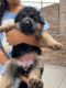 German Shepherd Puppies for sale in Rancho Cucamonga, CA, USA. price: NA