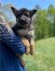 German Shepherd Puppies for sale in Borger, TX 79007, USA. price: NA
