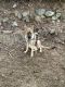 German Shepherd Puppies for sale in Waterbury, CT, USA. price: $250