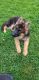 German Shepherd Puppies for sale in Trumbull, CT 06611, USA. price: NA