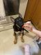 German Shepherd Puppies for sale in 108 Avenue D, New York, NY 10009, USA. price: NA