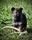 German Shepherd Puppies for sale in De Beque, CO 81630, USA. price: $1,500