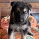 German Shepherd Puppies for sale in New York, NY, USA. price: $750