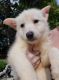 German Shepherd Puppies for sale in Siler City, NC 27344, USA. price: NA