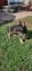 German Shepherd Puppies for sale in Bridgeport, CT, USA. price: NA