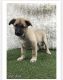 German Shepherd Puppies for sale in 7000 Decker Ln, Austin, TX 78724, USA. price: $600