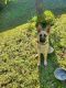 German Shepherd Puppies for sale in Knoxville, TN 37924, USA. price: $100