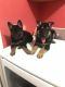 German Shepherd Puppies for sale in Cornelia, GA, USA. price: NA