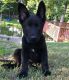 German Shepherd Puppies for sale in Texas City, TX, USA. price: $650
