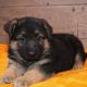 German Shepherd Puppies for sale in New York, NY, USA. price: $600