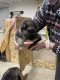 German Shepherd Puppies for sale in Bowdon, ND 58418, USA. price: $600