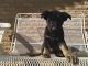 German Shepherd Puppies for sale in Hughes Springs, TX 75656, USA. price: NA