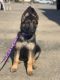 German Shepherd Puppies for sale in Bellville, TX 77418, USA. price: $360