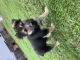 German Shepherd Puppies for sale in Lynnwood, WA, USA. price: $900