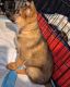 German Shepherd Puppies for sale in New York, NY 10029, USA. price: NA