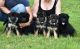 German Shepherd Puppies for sale in Pennsylvania Station, 4 Pennsylvania Plaza, New York, NY 10001, USA. price: NA