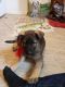German Shepherd Puppies for sale in 4124 Hwy 53, Dawsonville, GA 30534, USA. price: NA
