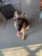 German Shepherd Puppies for sale in Frankfort, IL, USA. price: $2,500