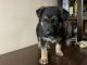 German Shepherd Puppies for sale in New Fairfield, CT, USA. price: NA
