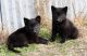 German Shepherd Puppies for sale in Telephone, TX 75488, USA. price: $1,000