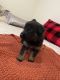 German Shepherd Puppies for sale in Minot, ND, USA. price: $550