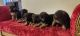 German Shepherd Puppies for sale in Chhatarpur, New Delhi, Delhi, India. price: NA