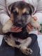 German Shepherd Puppies for sale in Moraga, CA 94556, USA. price: NA