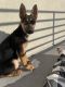 German Shepherd Puppies for sale in Orem, UT, USA. price: NA
