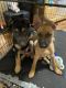 German Shepherd Puppies for sale in Lewisville, TX, USA. price: $50