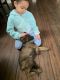 German Shepherd Puppies for sale in Stanwood, WA 98292, USA. price: $600
