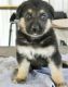 German Shepherd Puppies for sale in 100 Centre St, New York, NY 10013, USA. price: NA
