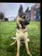 German Shepherd Puppies for sale in Worcester, MA, USA. price: $2,000