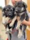 German Shepherd Puppies for sale in Rio Grande City, TX 78582, USA. price: NA