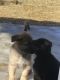German Shepherd Puppies for sale in Thornton, CO, USA. price: $500