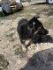 German Shepherd Puppies for sale in 150 Hickory Ln, Elgin, TX 78621, USA. price: NA