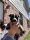 German Shepherd Puppies for sale in Dickinson, TX 77539, USA. price: $100