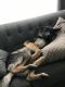 German Shepherd Puppies for sale in Stamford, CT, USA. price: NA