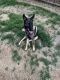 German Shepherd Puppies for sale in Lancaster, TX, USA. price: NA