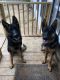 German Shepherd Puppies for sale in Denton, TX 76205, USA. price: $400