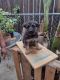 German Shepherd Puppies for sale in Fresno, CA 93703, USA. price: $800