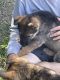 German Shepherd Puppies for sale in Fresno, CA, USA. price: $1,500