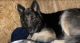 German Shepherd Puppies for sale in Dallas, TX, USA. price: NA