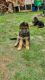 AKC German Shepherd Puppies !!