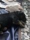German Shepherd Puppies for sale in Bristol, CT 06010, USA. price: NA
