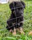 German Shepherd Puppies for sale in Woodland Hills, UT 84653, USA. price: NA