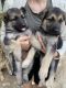 Rehoming German Shepard puppies