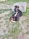 German Shepherd Puppies for sale in Milford, MA, USA. price: $1,600