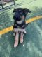 German Shepherd Puppies for sale in Hooper, CO 81136, USA. price: NA