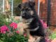 German Shepherd Puppies for sale in New York, NY, USA. price: $699