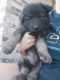 Akc longhaired dark sable and dark silver sable females